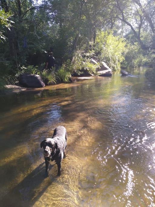 Sleeping Wolf Guest House Oakhurst Εξωτερικό φωτογραφία