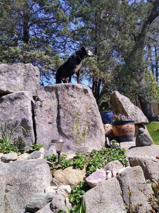 Sleeping Wolf Guest House Oakhurst Εξωτερικό φωτογραφία